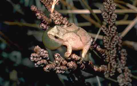 Peeper